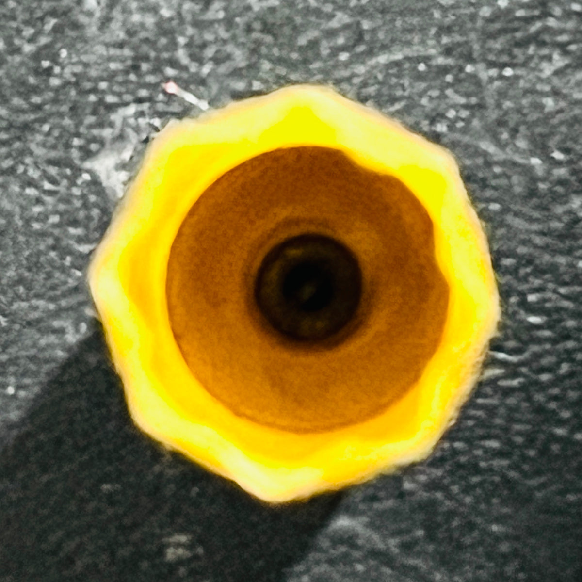 Federal 20 Gauge Empty Yellow Shotgun Shells – High Brass Hulls