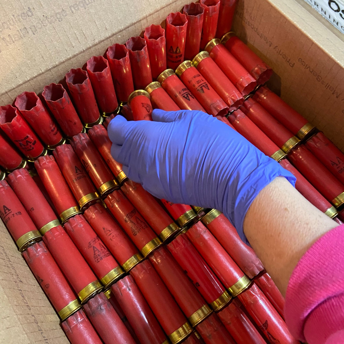 A hand wearing a blue nitrile glove reaches into a cardboard box filled with red shotgun shells with gold brass collars.