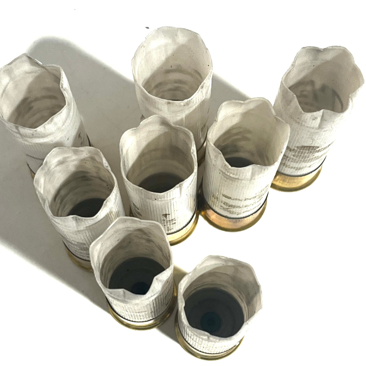 Nine white 12 gauge empty shotgun shells with gold brass bases viewed open-end up on a white background