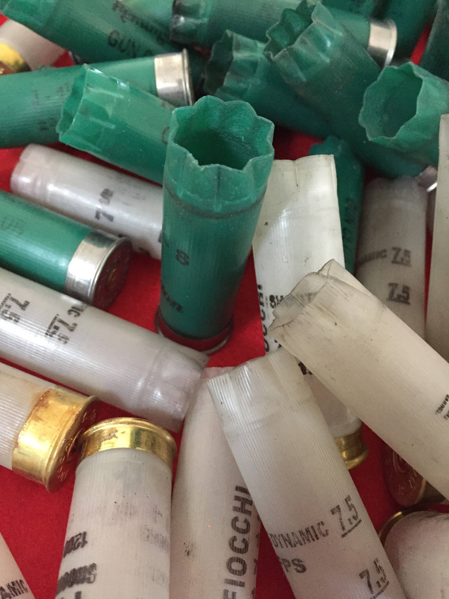 Green and translucent 12 gauge shotgun shell hulls showing open star-crimped mouths