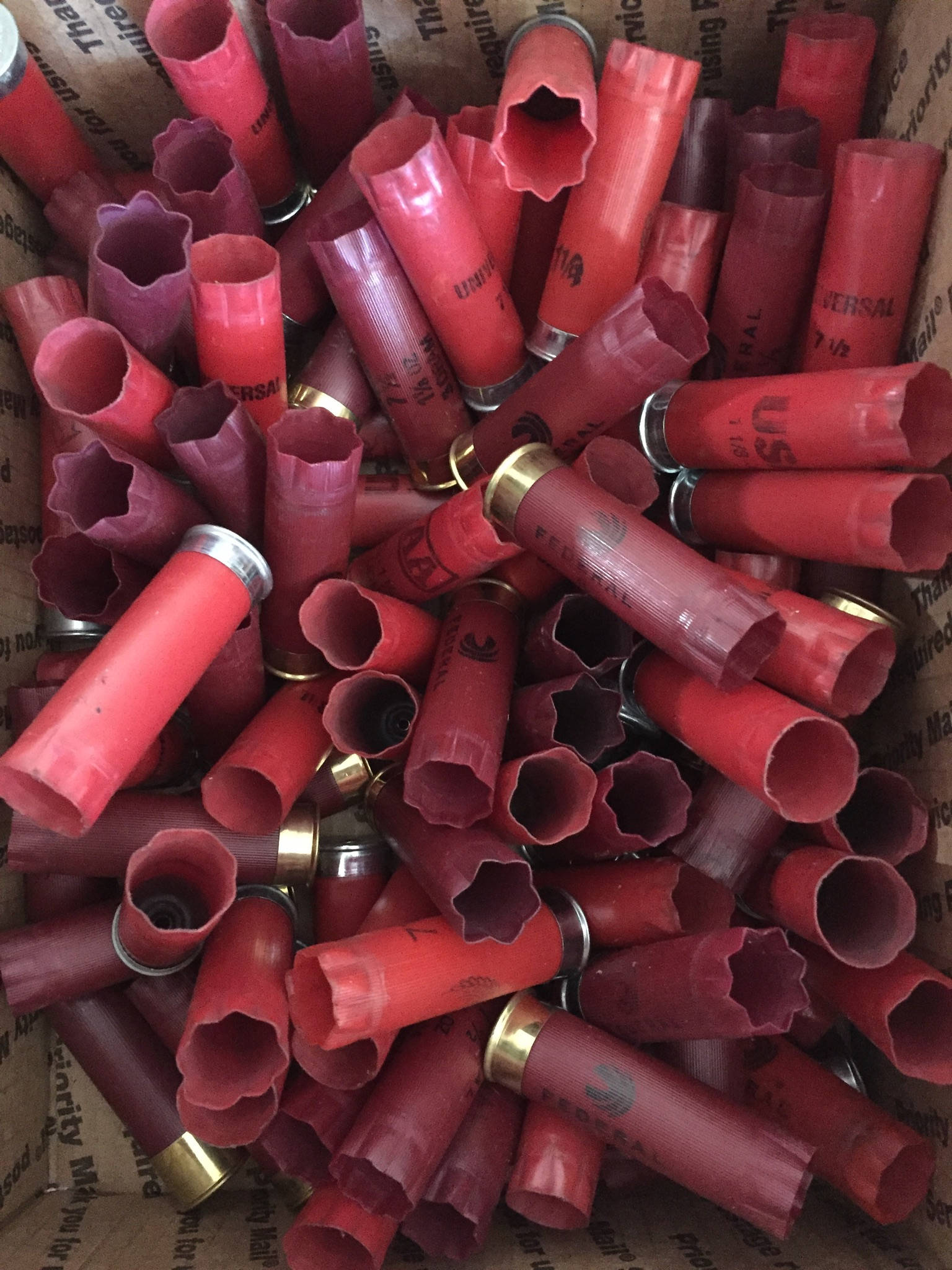 Empty 12 Gauge Shotgun Shells
