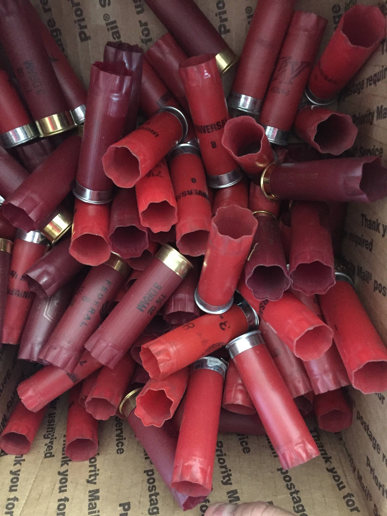 Large pile of mixed red 12 gauge empty shotgun shells on white displaying metallic brass and nickel base rims.