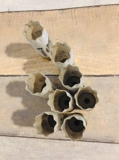7 empty white 12 gauge shotgun shells with crimped open ends viewed from above showing hollow interiors on a wood deck