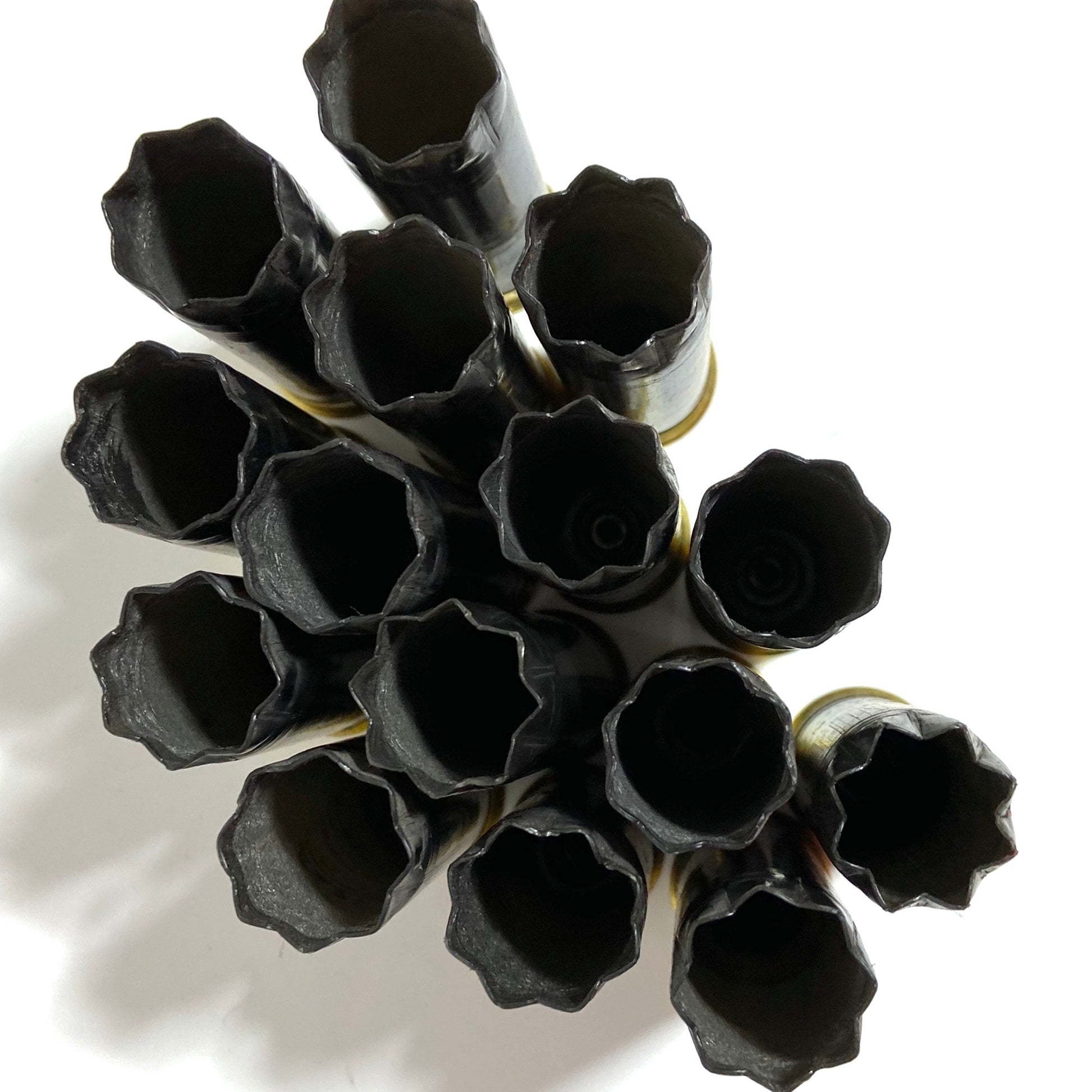 Twelve spent gray Winchester AA 12 gauge shotgun hulls standing upright showing open 8 star-crimped top mouths.
