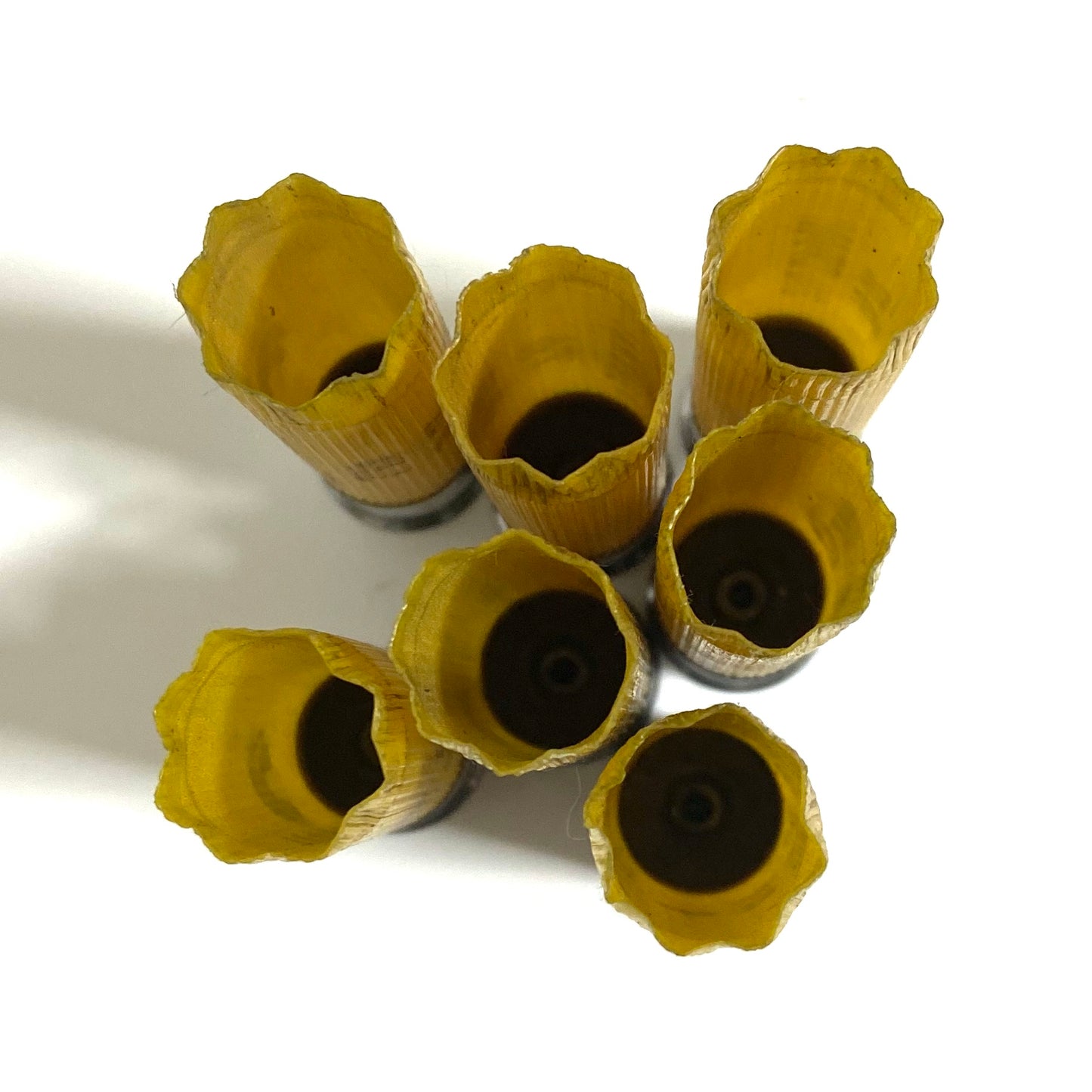 Six spent yellow 20 gauge shotgun hulls standing upright showing open 8 star crimps and hollow interiors.
